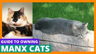 Manx Cats by All About Animals 31 views 1 year ago 27 minutes