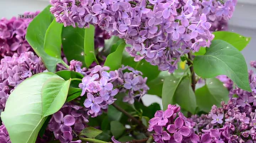 Peaceful Relaxing Music, Soft Instrumental Music, Meditation Nature Music "Ocean Lilacs" Tim Janis