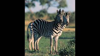 Zebra Sound Effects 4