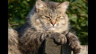 Кот и его кошачья месть! Кот и его кошачья месть!