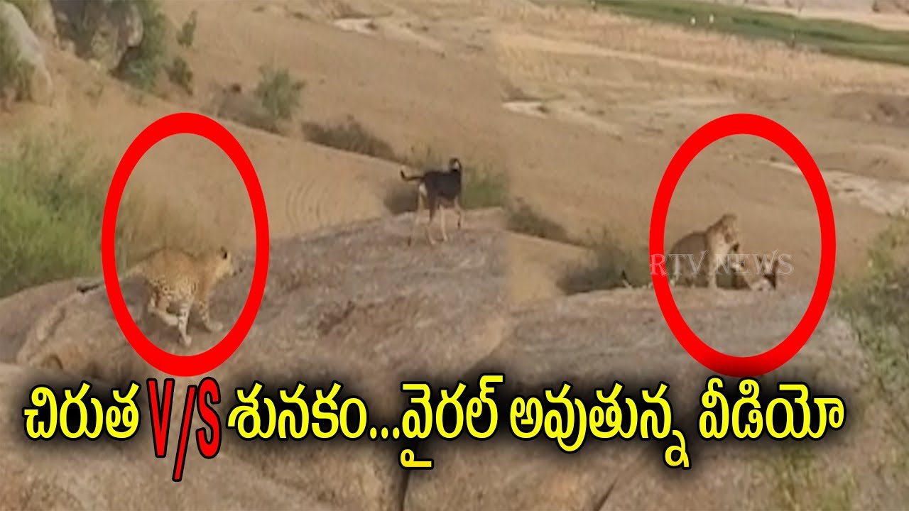 cheetah VS Dog Fight || చిరుత VS శునకం...వైరల్ అవుతున్న వీడియో - YouTube