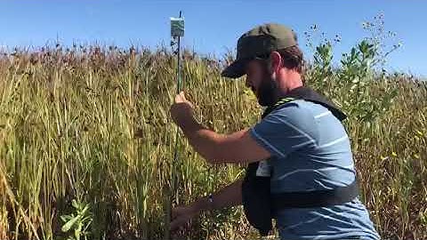 First tidal marsh audiomoth deployment