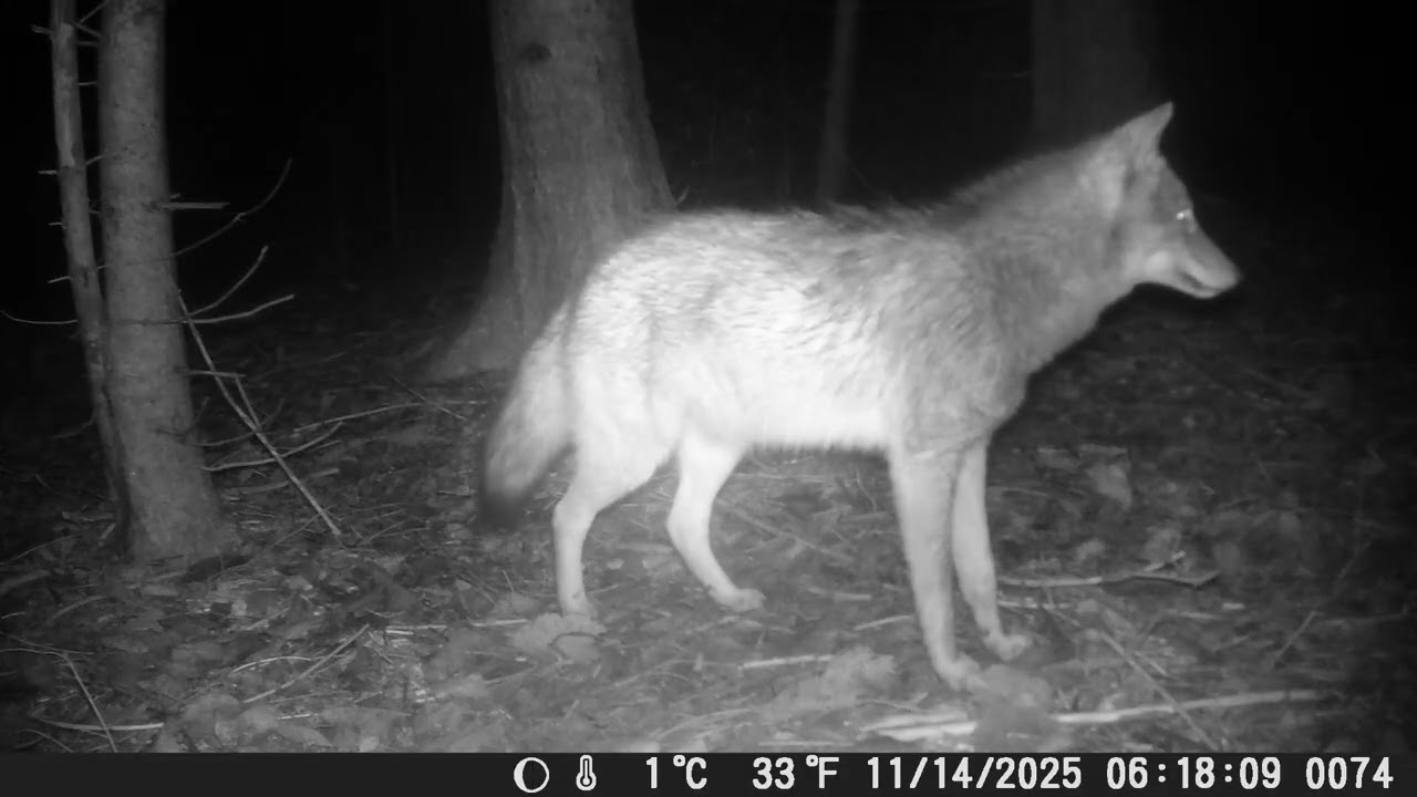 Wildlife Wednesday 5 Min Trail Cam Footage 