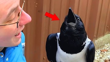 This crow seems convinced he