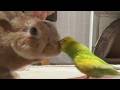 ４年間連敗中のくせに、どうしてもインコに文句を言いたいウサギ・・・　(No.2196)
