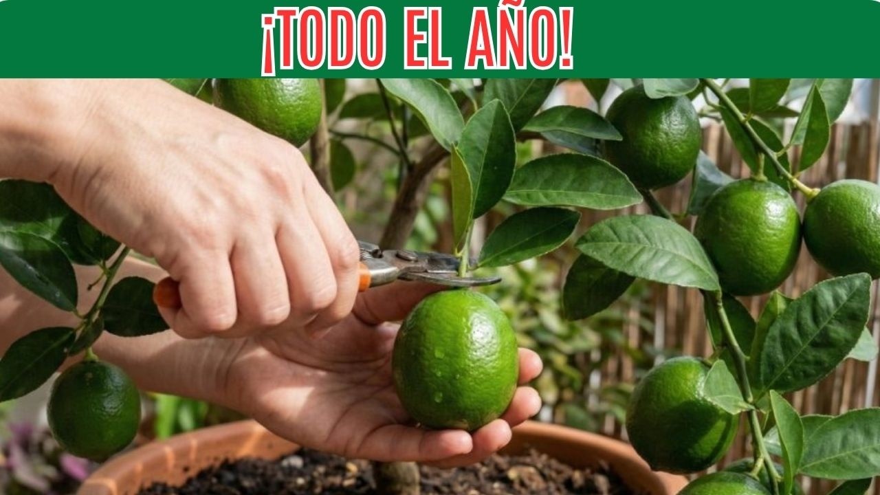 🍋 ¡Cultiva un LIMOEIRO en Maceta y Cosecha TODO el Año! 7 Secretos Paso a Paso