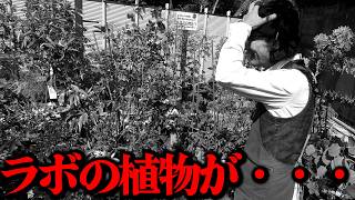 ほぼ無農薬、無肥料で育てた結果・・・【カーメン君】【園芸】【ガーデニング】