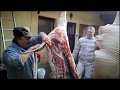 Domestic pig slaughter 280kg , Hausschweineschlach tung, Domácí zabijačka