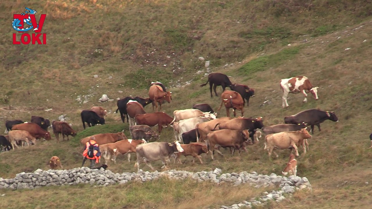 velebit settentrionale Krave ponovno pasu velebitske pašnjake na Alanu