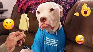 TRY NOT TO LAUGH  At These Silly Dogs  🐶😁 Funny Dog Videos 2026 #10