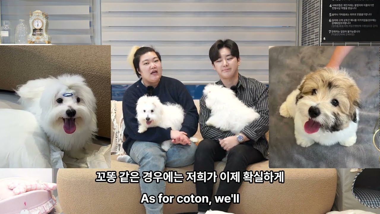 태국이나 미국으로 수출되는 한국 강아지분양을 알려드림!