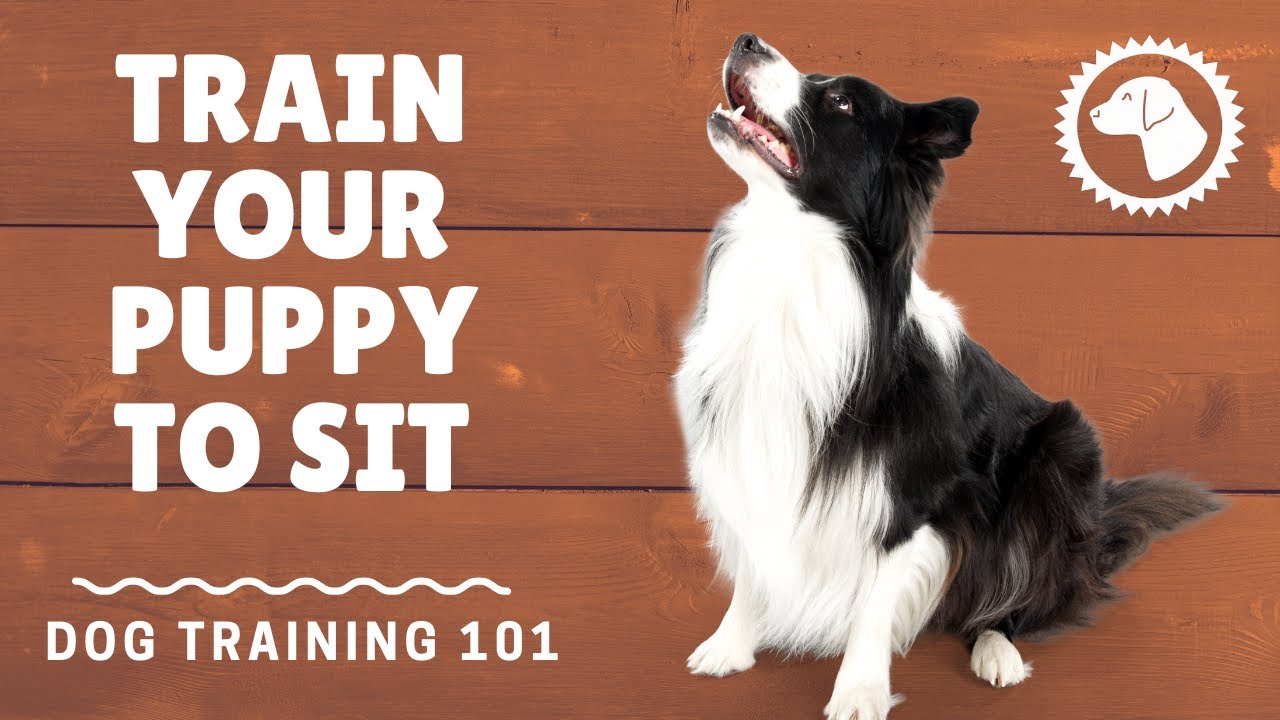 Basic Dog Training Commands: Sit | DOG TRAINING 🐶 