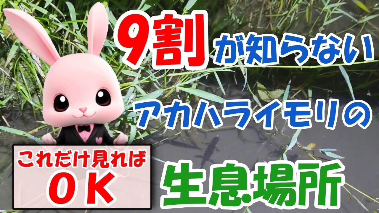 【アカハライモリ探し】９割が勘違いしてるアカハライモリの生息場所