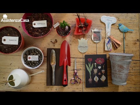 Video: Puoi piantare bulbi in contenitori: consigli per piantare bulbi in contenitori