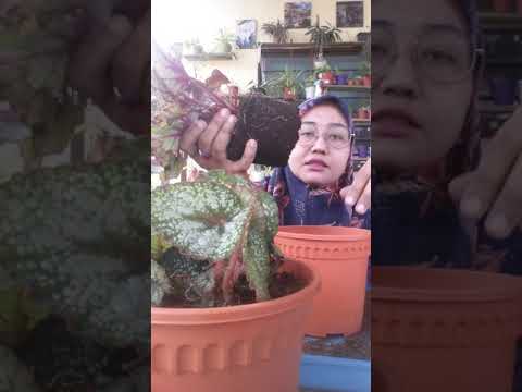 Cara-cara menanam pokok  Begonia