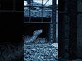 Silence is Deadly in the Abandoned Zoo 🐍