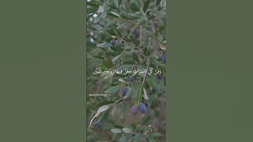 وهو الذي مدَّ الأرض وجعل فيها رواسيَ وأنهاراً - سورة الرعد رعد الكردي #سورة_الرعد #القرآن_الكريم