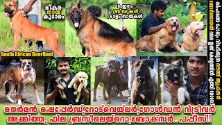 ഭീകര സൈസ് ഉള്ള നായകൾ മാത്രം||Boerboel, German Shepherd, Golden Retriever, Boxer, Rottweiler, Akita.