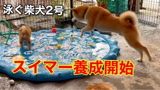 柴犬子犬向けに噴水マットを置いてみた柴犬スイマー2号を養成開始しますw