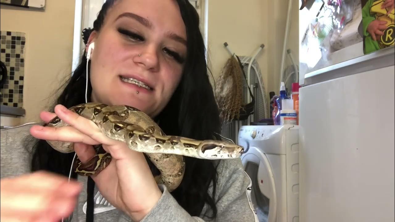 Boa constrictors (everything you need to know) 🐍reptilequeen🐍 YouTube
