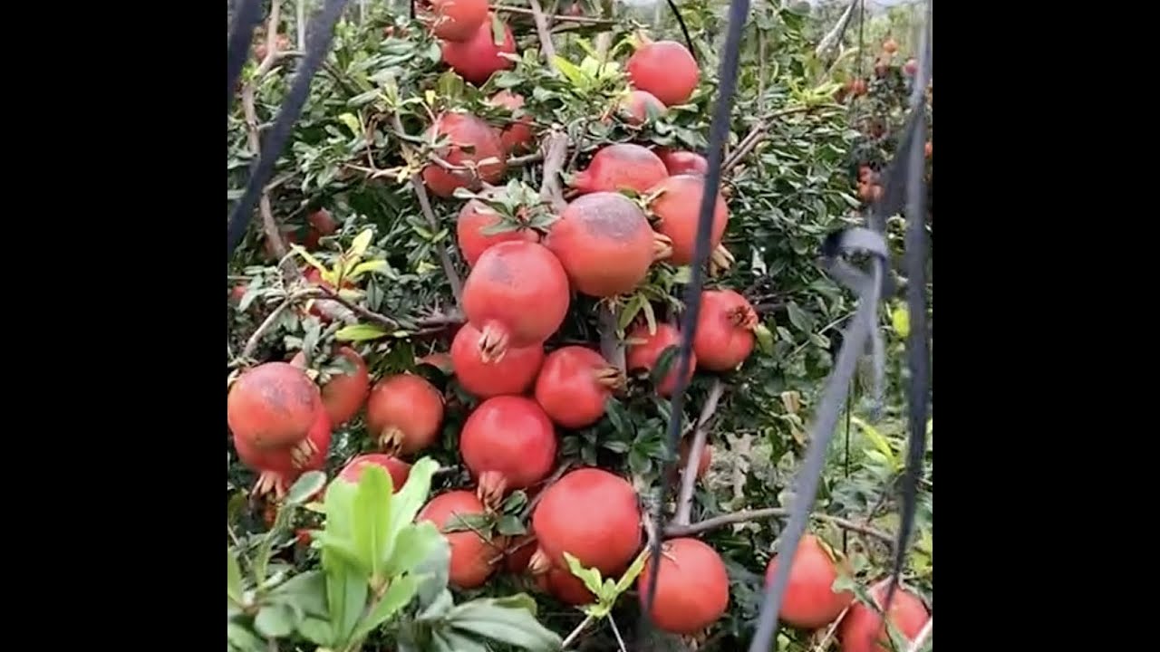 Soil charger tech.100% SCT अनार का बगिचा ऐसा होता है☝️प्रोडक्ट और अभ्यास का सही तालमेल; यश पक्का