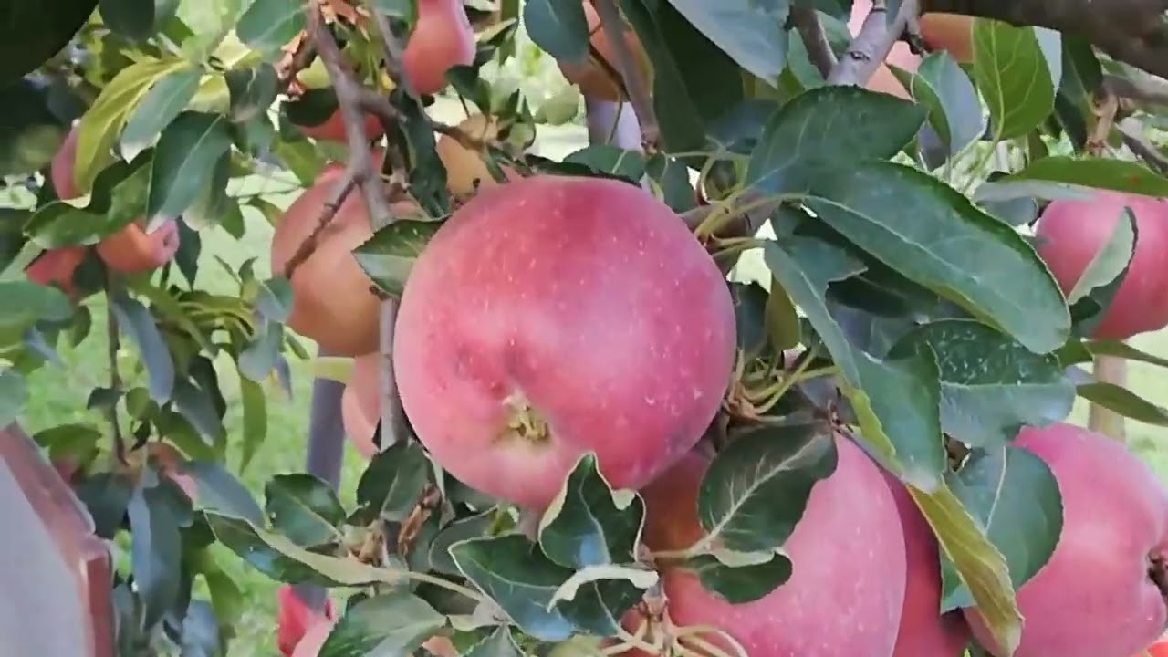 ផ្លែប៉ោមដាំខ្លួនឯងល្អៗណាស់ [Homegrownapple]