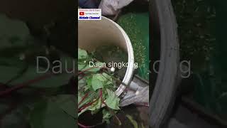 CARA MENGHEMAT BIAYA PAKAN AYAM #ternakayam #pakanterbaik #pakanfermentasi