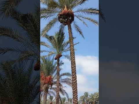 احلى بلد بلدي وأشجع ولد والدي مدينة القرين بلد المليون نخلة وجمالها في طالع النخل الشرقية