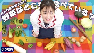 【大人でも知らない！？】野菜はどこを食べている？｜小学校３年生｜植物のつくり screenshot 5