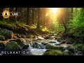 🔴 Nature Relaxing Music 24/7, Calming Meditation Music, Zen Stress Relief, Soothing Sounds for Sleep