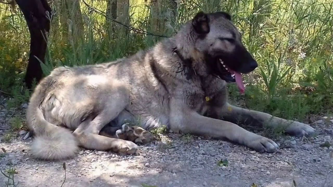 KARO VE YAVUZ HAKKINDA YANLIŞ ANLAŞILMALARA CEVAP