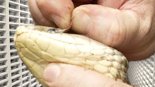 PEELING A SNAKE'S EYECAP SO HE WON'T GO BLIND!! | BRIAN BARCZYK