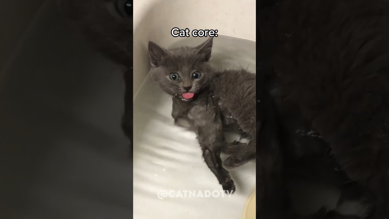 cat core🐈 #cat #funny #core #cats #funnycats #catcore