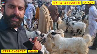 4 February 2026 punjab pakistan ki sasti Katto Mall ki mandi کاٹو مال کی منڈی half rate subha time 😥