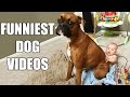 *Try Not To Laugh Challenge* Funny Dogs Compilation [MUST SEE] Funny Dog Videos & Vines 2016