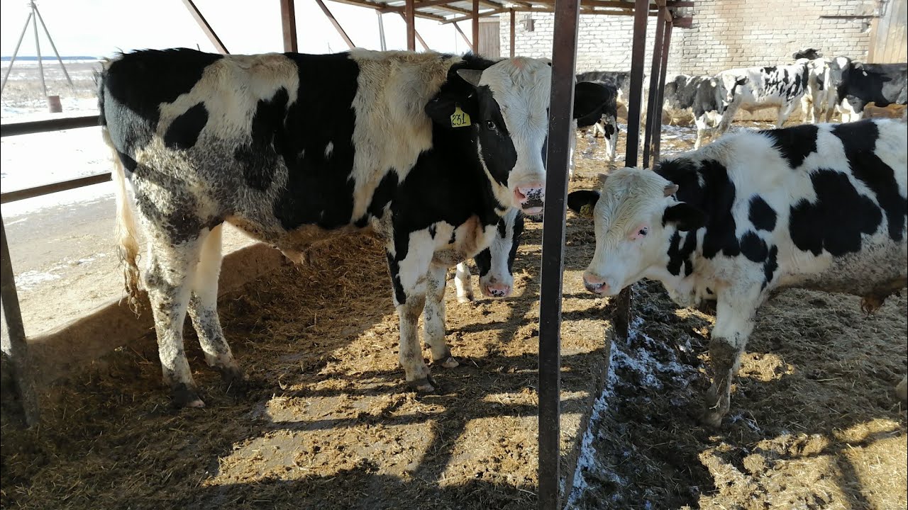 Кандай букаларни бокиш керак!!???? Бука бокишдан фойда борми?