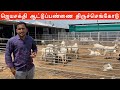 Jayasakthy goat farm tiruchengode  tellicherry malabari sirohi sojat karoli and boer goats