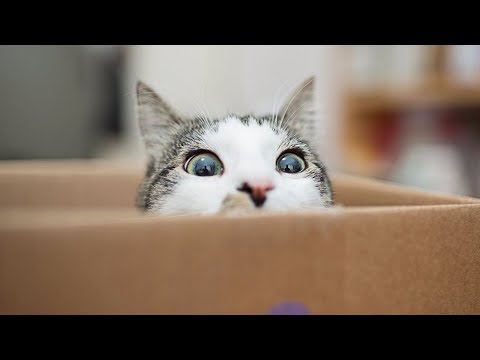 Видео: Почему кошкам нравятся коробки?