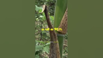 Story of the Chinese Bamboo tree! 🎍