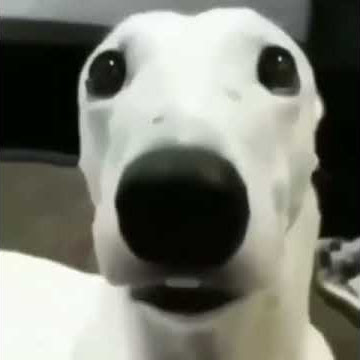 anjing dengan gigi gemeretak