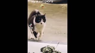 Кот Лучший Актёр