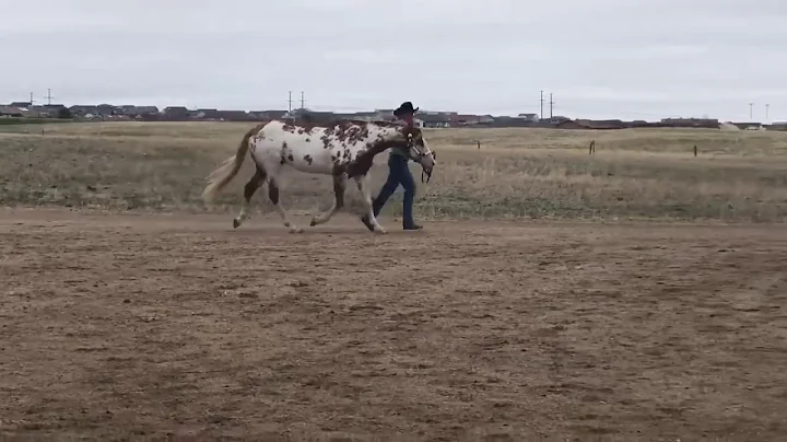 Jason Archuleta Showmanship 5/1/2020