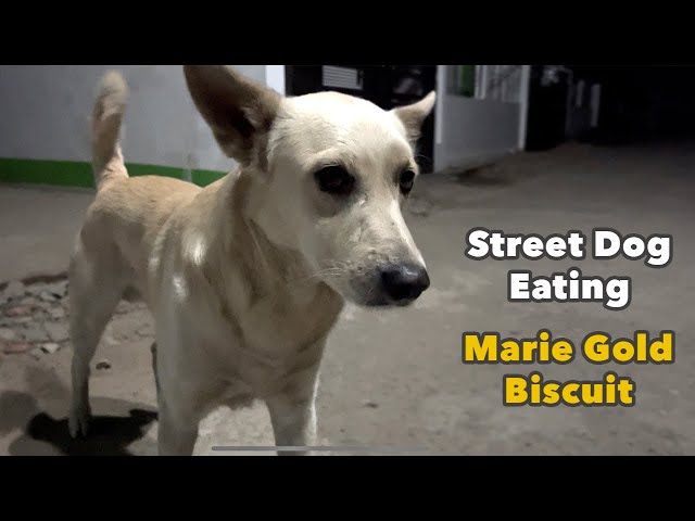 Street Dogs Eating Marie Gold Biscuit #Streetdog #Biscuit #Dog - Youtube