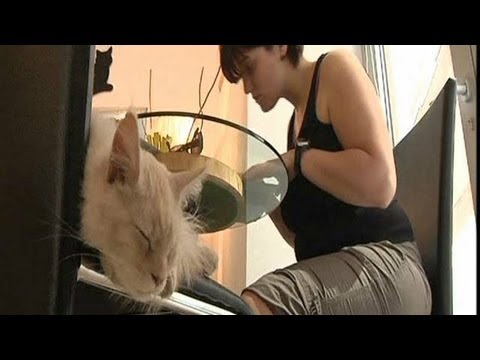Video: Cách Mở Quán Cà Phê Cho Những Người Yêu Mèo