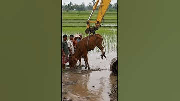 Stuck Cow Rescued by Excavator  #ai #photography #whowillbemylifepartnerta #asiancuisine