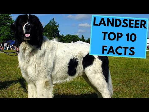 Video: Longdog