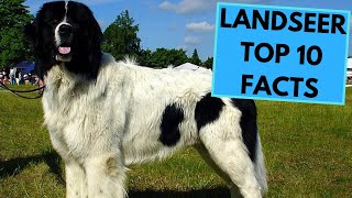 Landseer Dog Breed  TOP 10 Interesting Facts