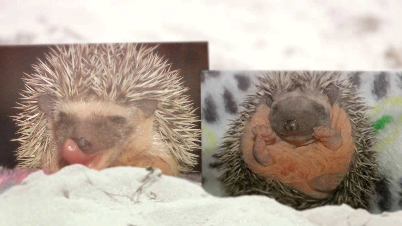 Hedgehogs For Sale 863-618-5212 or www.HurricaneHedgehogs.com #1 Hedgehogs For Sale