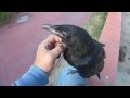 Baby Raven takes first flight