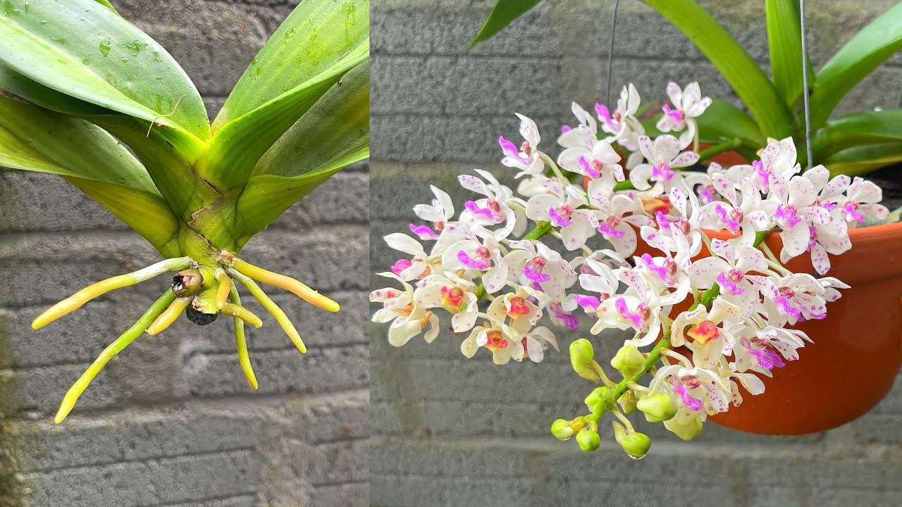 Cách giúp hoa lan ra hoa nhờ quả chuối | How to restore orchid with dry ...